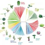 《Nature Genetics》丨亞基因組的平行趨同選擇是導致蕓薹和甘藍的形態(tài)型多樣化以及趨同馴化的主要動(dòng)力