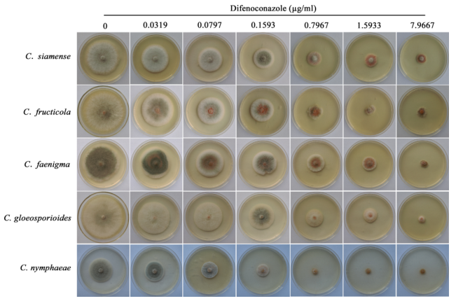 五種炭疽菌在添加不同濃度苯醚甲環(huán)唑的PDA培養基上的形態(tài)特征