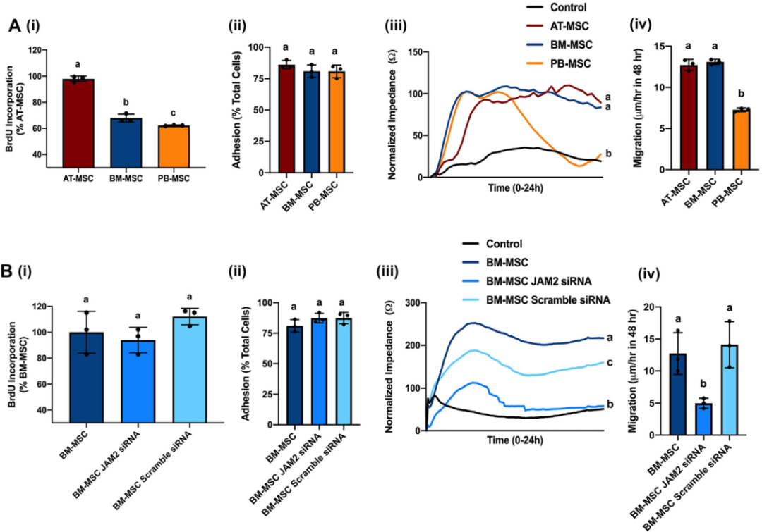 圖3敲除骨髓間充質(zhì)基質(zhì)細胞（MSCs）的連接粘附分子2（JAM2）可改變細胞的運動(dòng)性