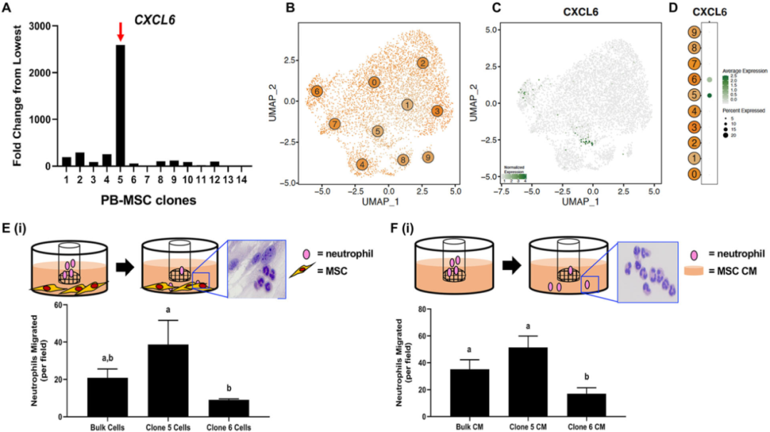 圖6外周血（PB）來(lái)源的間充質(zhì)基質(zhì)細胞（MSCs）來(lái)源內的異質(zhì)性轉化為不同的化學(xué)吸引能力