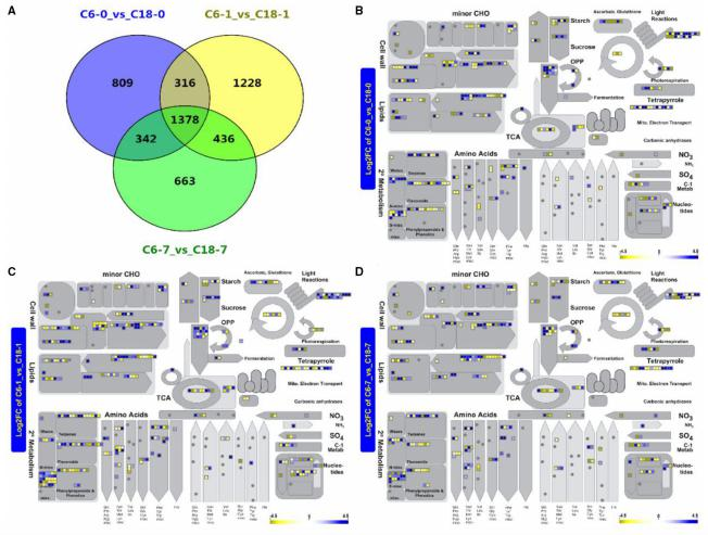 冷處理后不同時(shí)間點(diǎn)油菜作用的代謝途徑