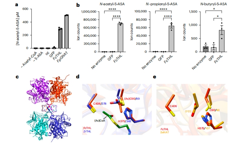 圖3?5-ASA在體外的乙?；钚缘淖C實(shí)