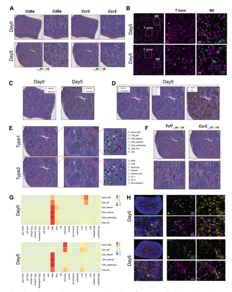 研究結果四:?jiǎn)魏思毎虲D8+ MP細胞的抗原依賴(lài)性共定位