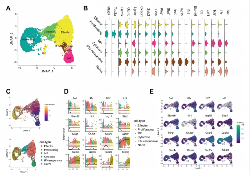 研究結果二:急性感染期間效應和memoryCD8 T細胞分化軌跡不同