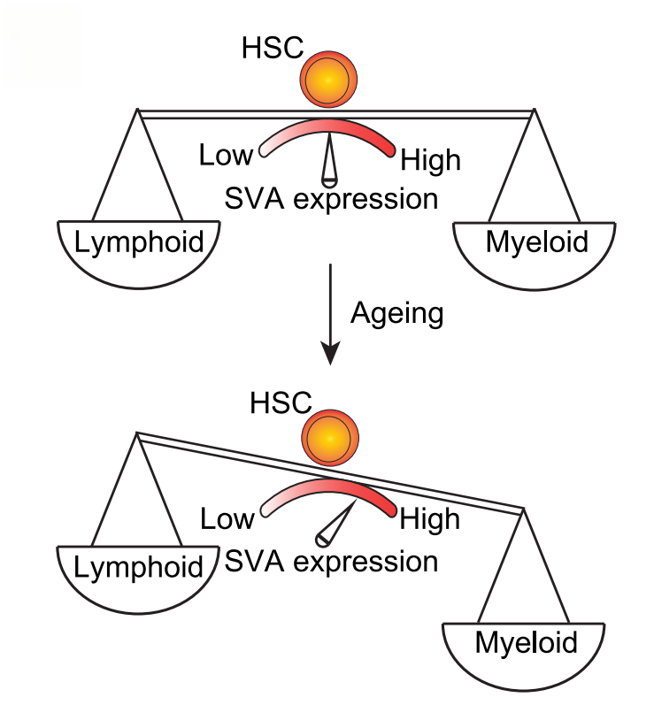 圖7. 衰老相關(guān)SVA激活導致髓系偏倚