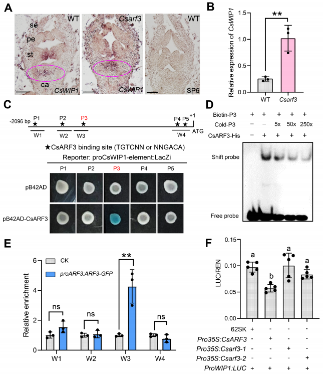 圖3 CsARF3負向調控CsWIP1在心皮發(fā)育中的表達