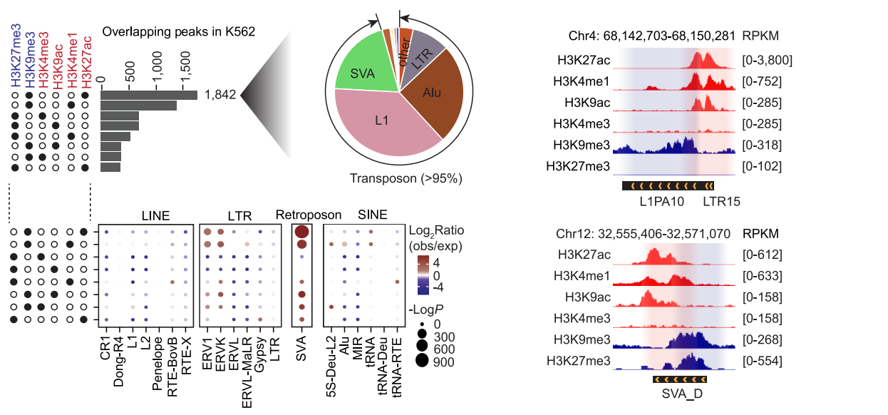圖1. 復合轉座元件攜帶空間分離的雙重染色質(zhì)標記