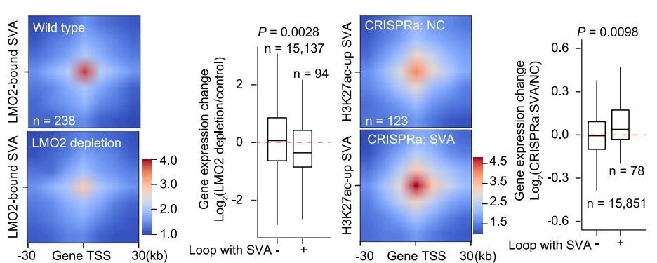圖5. SVA通過(guò)RNA依賴(lài)性機制發(fā)揮增強子功能