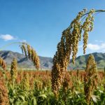 《Cell》：揭示缺磷環(huán)境促進(jìn)作物SL外排的生理現象，并解析其分子機制