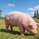 《Science Bulletin》印遇龍院士團隊最新研究成果：史氏甲烷短桿菌通過(guò)抑制肝臟酮體代謝，導致出生后生長(cháng)遲緩