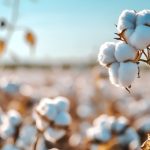 陸地棉進(jìn)化軌跡與重要性狀遺傳架構被破解！《Nature Genetics》