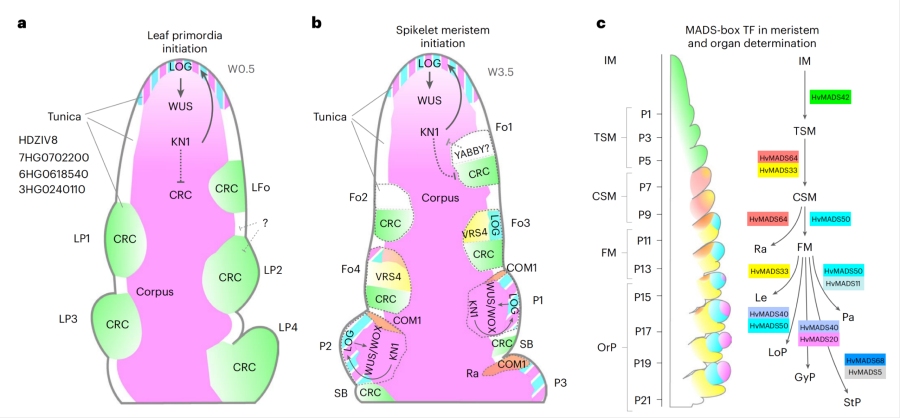 圖2. 植物SAM中原基形成和分生組織結構的模型，以及發(fā)育中的花序示意圖