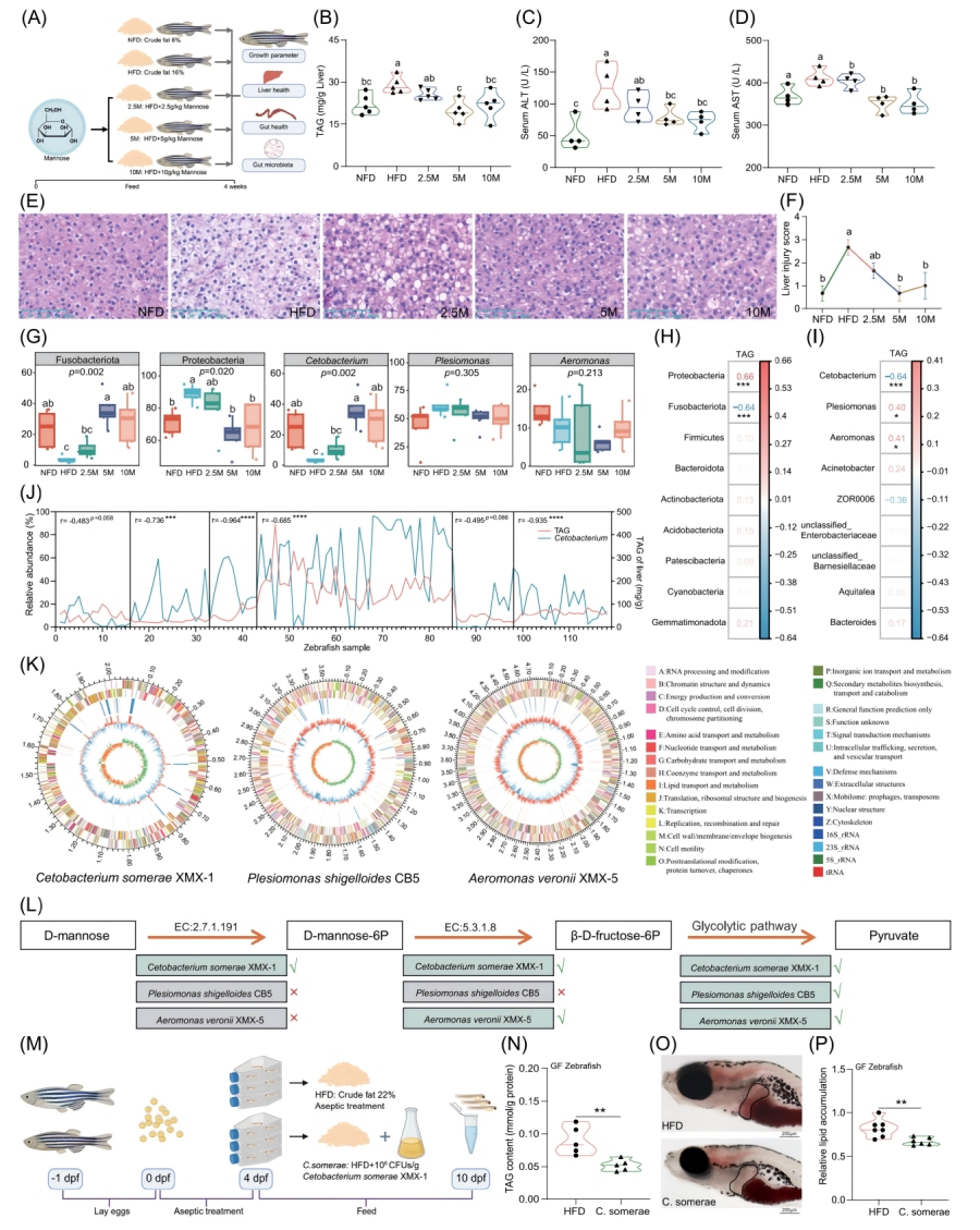 圖1-甘露糖補充不能直接緩解HFD誘導的肝臟脂肪變性，但會(huì )促進(jìn)C.somerae的生長(cháng)