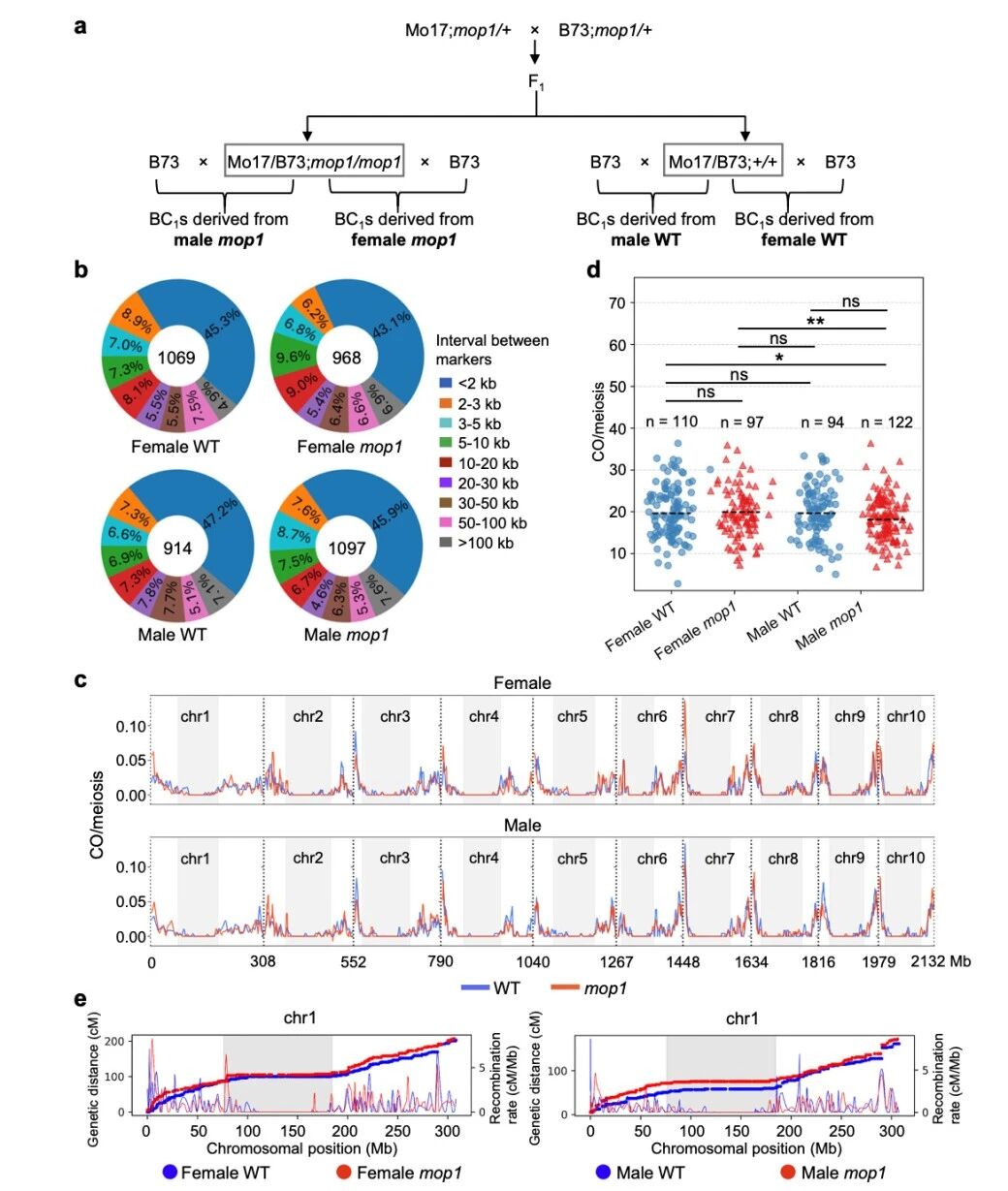 圖1?雄性mop1突變體與雌性mop1突變體相比，交叉（CO）數量減少。