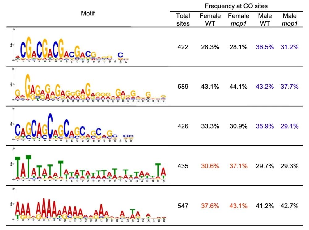 圖2?在雄性mop1突變體中，G/C相關(guān)基序的頻率降低，而在雌性mop1交叉互換（COs）中A/T相關(guān)基序的頻率增加。