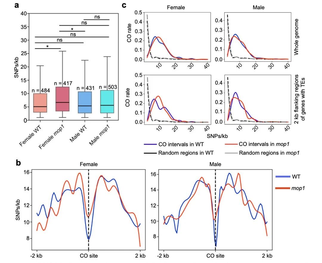 圖3?mop1基因，尤其在雌性個(gè)體中，傾向于在遺傳多樣性較高的區域引入新的交叉（CO）位點(diǎn)。