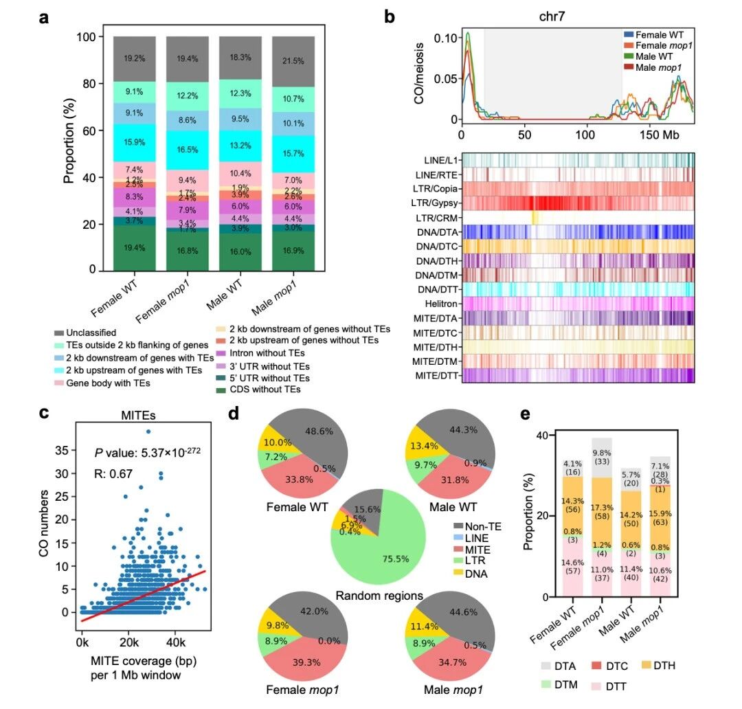 圖4 交叉變異（COs）與微RNA元件（MITEs）相關(guān)聯(lián)，在mop1突變體中觀(guān)察到更高的富集程度