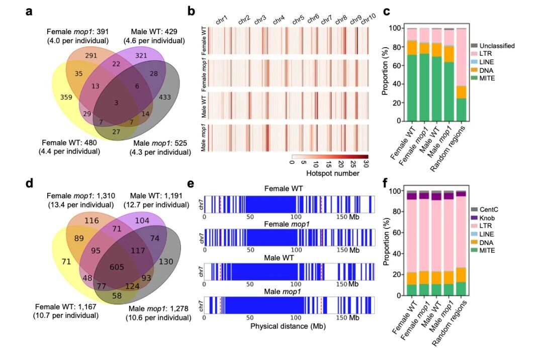 圖5 交叉位點(diǎn)（CO）在MITE序列附近富集，而冷點(diǎn)則與LTR逆轉座子相關(guān)聯(lián)
