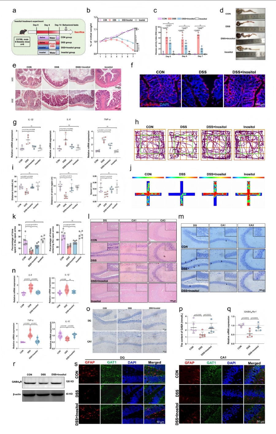 圖8 腸道代謝物肌醇介導SP對DSS誘導小鼠結腸炎及焦慮行為的保護作用