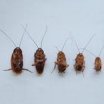 《Science》：食木性蟑螂和白蟻的營(yíng)養特化與社會(huì )性演化