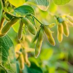 《JIPB》封面文章：南京農業(yè)大學(xué)發(fā)現改良大豆株型且提高產(chǎn)量和根瘤固氮能力的“一因多效”基因