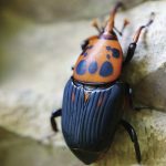 福建農林大學(xué)揭示寄主昆蟲(chóng)揮發(fā)物“反向塑造”寄生線(xiàn)蟲(chóng)覓食行為的新機制研究丨《PNAS》封面文章