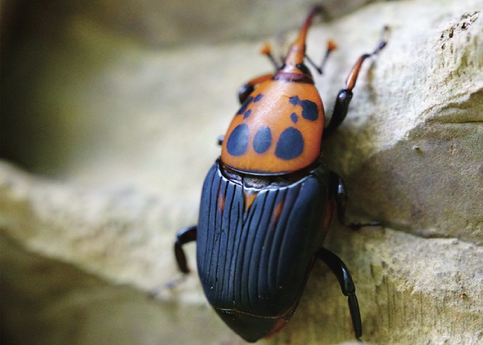 線(xiàn)蟲(chóng)