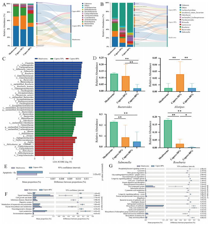圖3 飼喂粉蟲(chóng)或刺山柑基飼料的T. roborowskii腸道微生物群組成及代謝功能通路