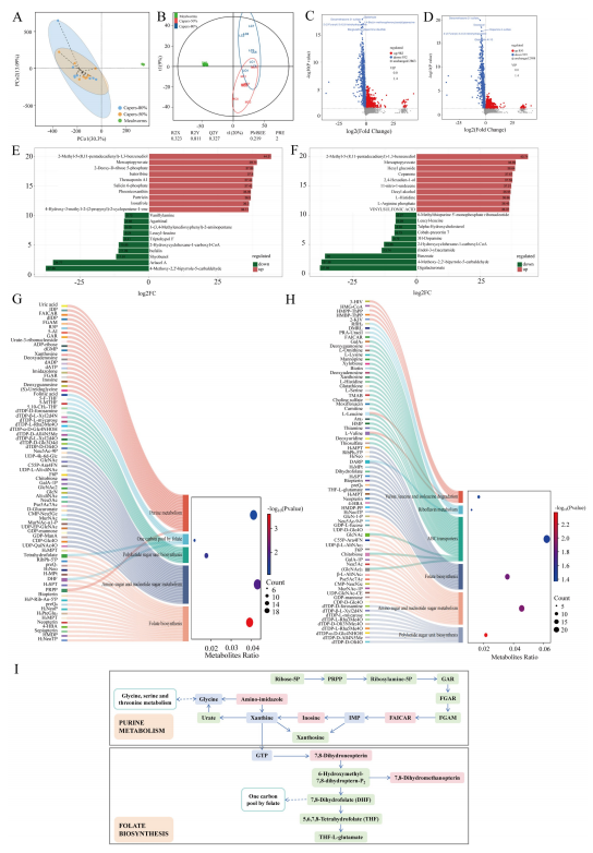 圖4 飼喂以粉蟲(chóng)或刺山柑為基礎飼料的T. roborowskii中的差異代謝物及KEGG功能預測