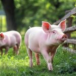 湖南農業(yè)大學(xué)團隊揭示益生菌-代謝物-免疫軸抗炎新路徑《Microbiome》