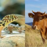 借助非靶向代謝組學(xué)技術(shù)解碼生物學(xué)過(guò)程，為疾病機制與生態(tài)適應研究提供新視角